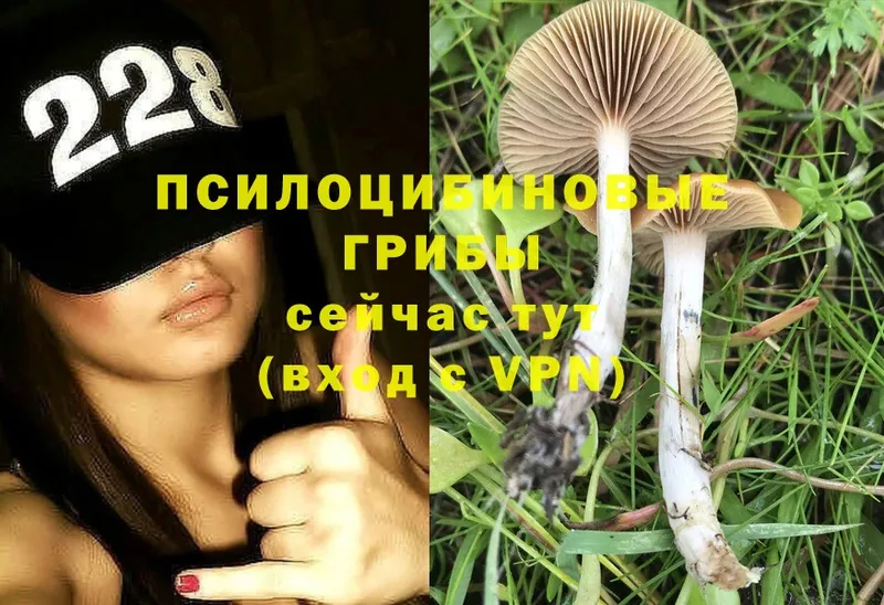 blacksprut маркетплейс  Новоалтайск  Галлюциногенные грибы Psilocybine cubensis  закладка 